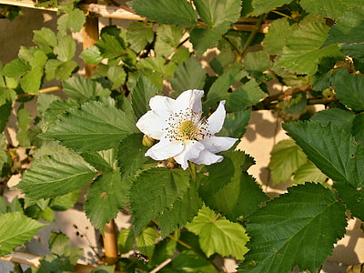 BlackBerry, vita blommor, rosväxter, släktet rubus