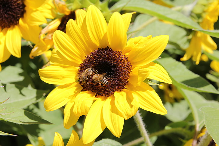 sunflower, nature, bees, flower, yellow, summer, plant