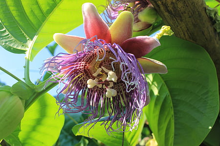 flor de la gran fruta de la pasión, flor, planta, naturaleza, clima tropical, hoja, flor