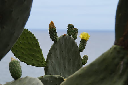 cactus, cactus blossom, blossom, bloom, yellow, cactus flower, cactus greenhouse