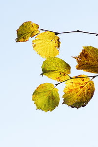 hazel leaves, hazel branch, fall leaves, autumn, discolored, brown, green