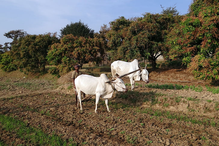 Ox pluh, farmár, obrábať, furrowing, India, Ox, pluh