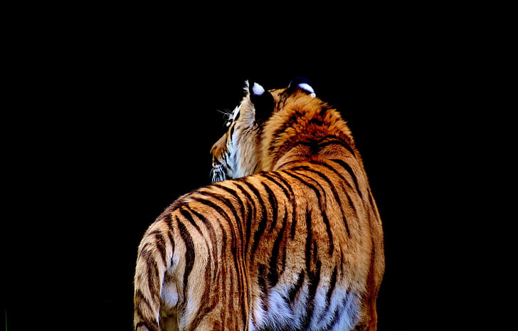 tigre, Predator, pelliccia, bella, pericoloso, gatto, fotografia naturalistica