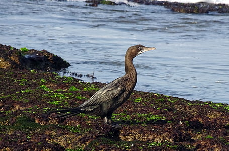 bird, little cormorant, microcarbo niger, seabird, wildlife, sea, shore