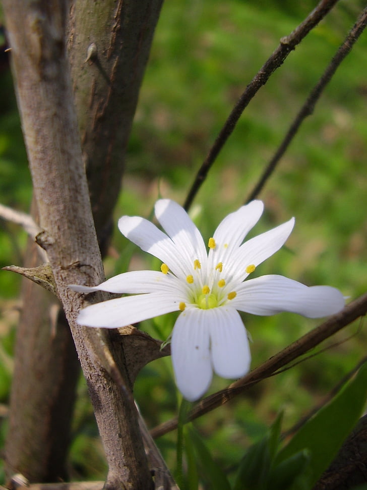 αγκάθι, λουλούδι, αγκάθια και λουλούδια, χλωρίδα, λευκό, λευκό λουλούδι, φύση
