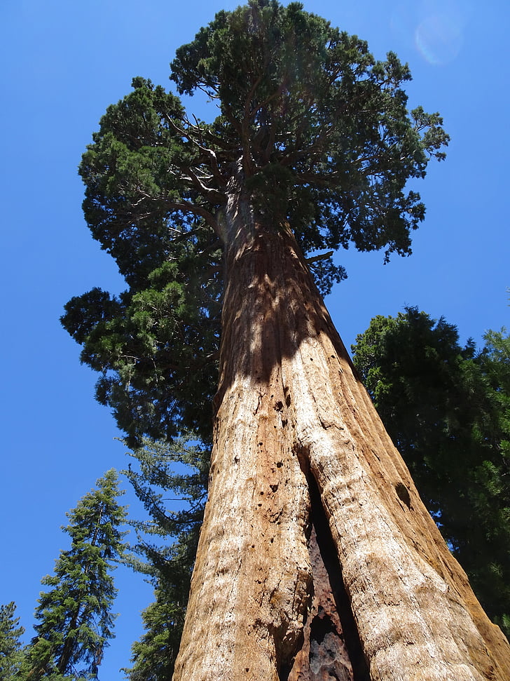 Nationalparken Sequoia, Sequoia national forest, træ, Californien, natur, træstamme, skov