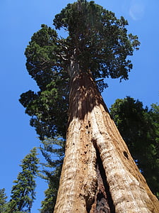 Sequoia, Sequoia nemzeti erdészeti, fa, California, természet, fa törzse, erdő