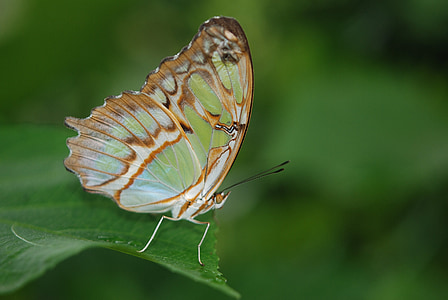 siproeta stelenes, Μαλαχίτης, ζώο, έντομο, πεταλούδα, έντομα, Πεταλούδες