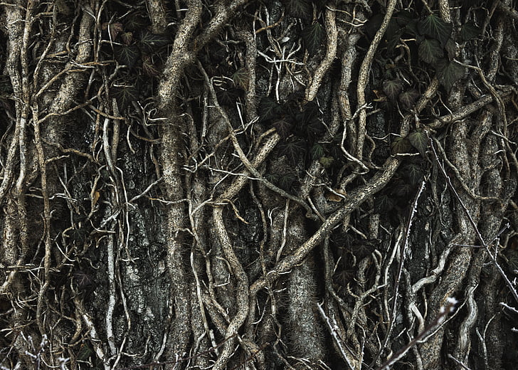 raíces, suelo, árbol desnudo, naturaleza, Close-up, con textura, marco completo