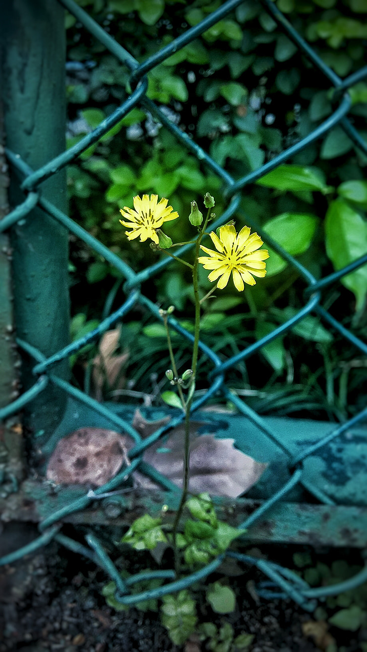 sombre, contraste, fil de fer barbelé, petites fleurs jaunes