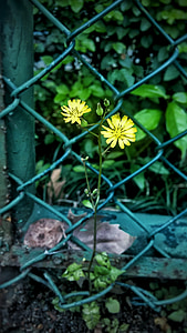 gelap, kontras, kawat berduri, bunga-bunga kuning kecil