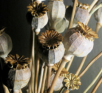 seed pods, poppy, dried, bleached, textured, natural, dry