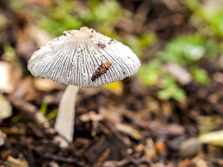 mushroom, forest, autumn, nature