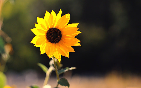 Sunshine, квіти, Соняшник, свіжі