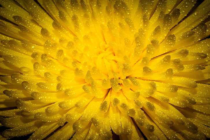 flower, blossom, bloom, wet, macro, close, yellow
