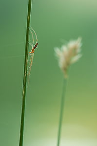 laba-laba Strecker, tetragnatha extensa, laba-laba, alam, serangga, tanaman, arakhnida air