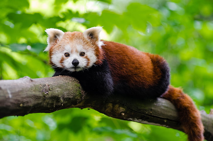 zviera, pobočka, milý, panda červená, voľne žijúcich živočíchov, jedno zviera, Panda - zvierat