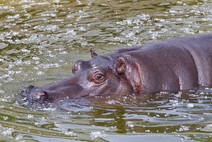 Hippo, zwemmen, Afrika, water, ogen, oren, gevaarlijke