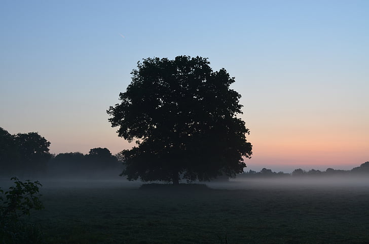 tåge, morgenstimmung, tåge bank, solopgang