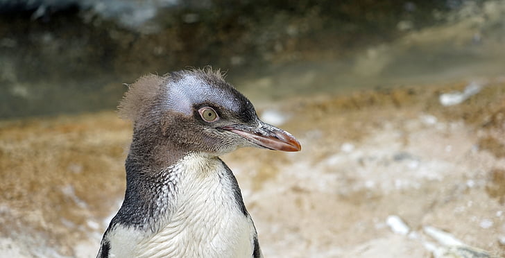 желтые глаза Пингвин, молодых животных, Линька, Новая Зеландия, Животные-темы, птица, Животные в дикой природе