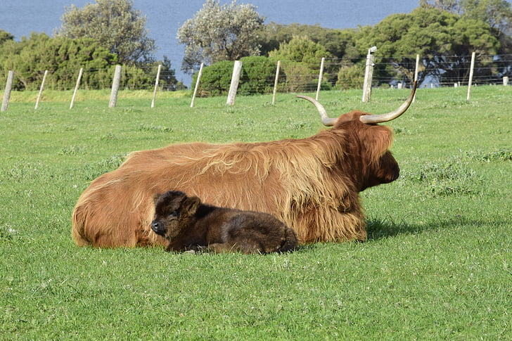 cows, lying, grass, calf, mother, horns, farm