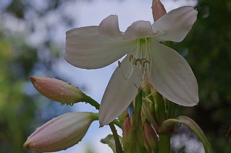kwiat, Bloom, Lily, biały, roślina, makro, kwiat