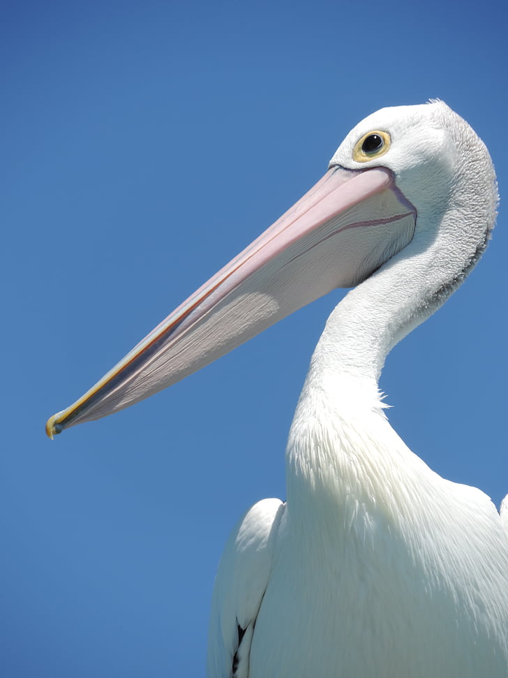 Pelican, fugl, næb, stort næb, store-fugl, naturfotografering, Pelican-fugl