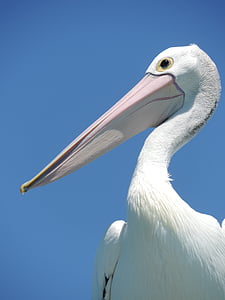 Pelican, lind, nokk, suur nokk, suur lind, Loodus fotograafia, Pelican-lind