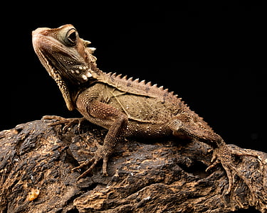 Boyds, Дракон, ящерица, Австралия, Рептилия, лес, животное