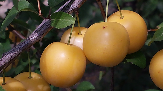 yellow plums, fruits, autumn, harvest, fruit, nature, ripe