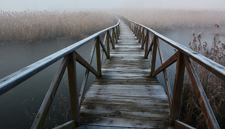 fog, forest, catwalk, bridge, railing, bridge - man made structure, nature