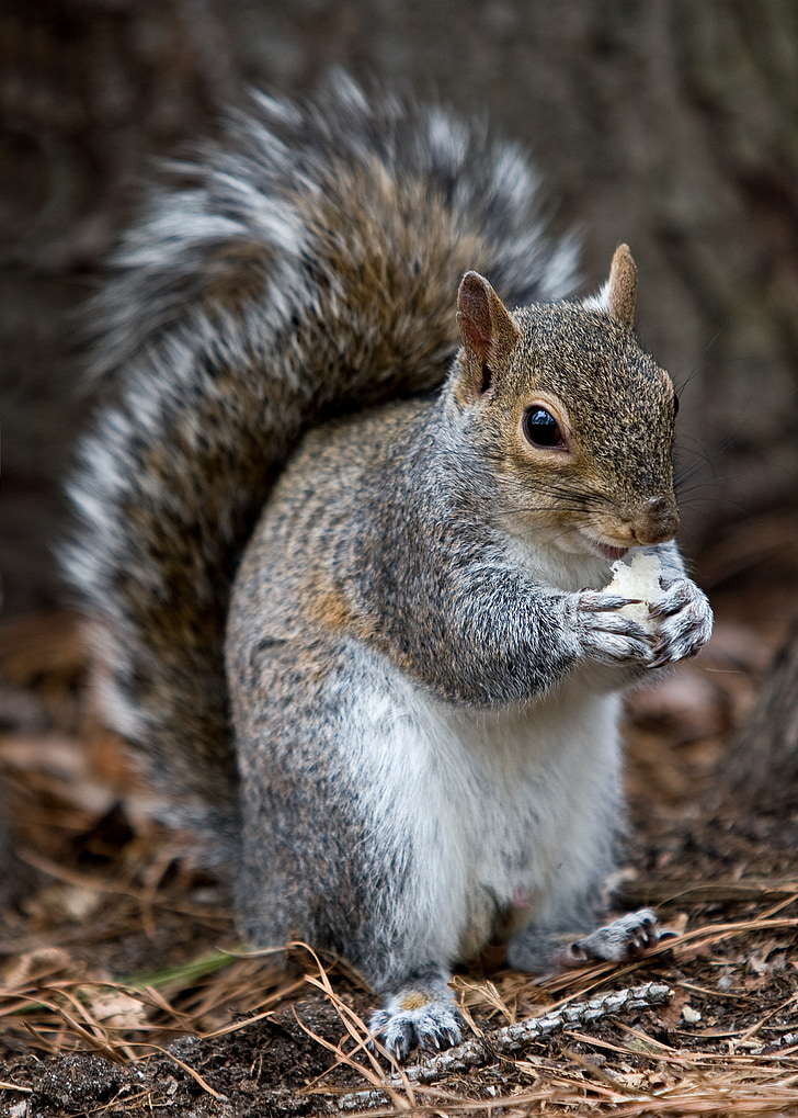 squirrel, eating wild, animal, forest, nature, tree, cute