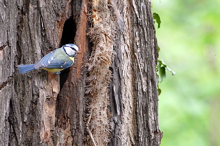 blue tit, bird, nest, hatching, forest, tree trunk, tree