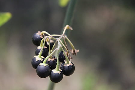 bogyók, fekete, nigrum, mérges, Solanum, vadon élő, gyümölcs