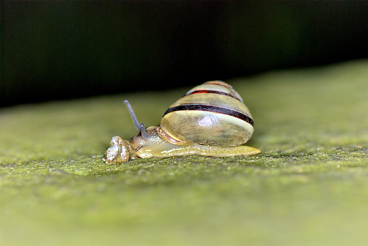 snail, leaf, nature, crawl, green, seashell