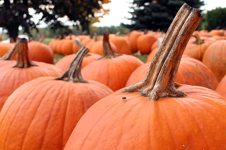 labu, Halloween, Oktober, musim gugur, Orange, musim gugur, musiman