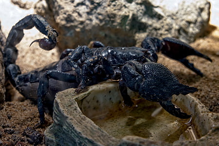 Skorpion, giftig, Schwarz, Tier, Arachnid, Sting, Euscorpius italicus
