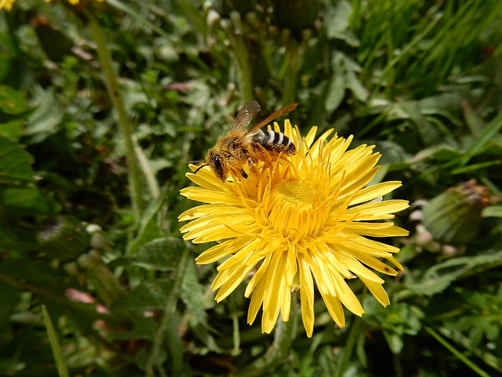 μέλισσα, λουλούδι, πικραλίδα, έντομο, Πασπαλίζουμε, φύση, μακροεντολή
