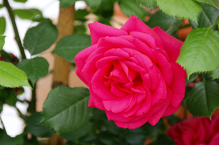 róże, Otwórz rose, Róża angielska, Rodzina Rose, Państwa ogród Pokaż, Bayreuth, Rosenstock