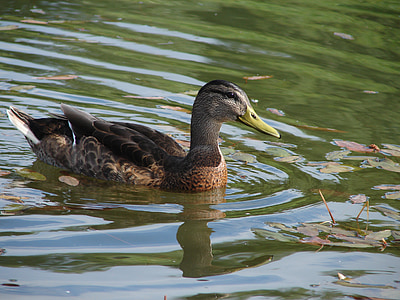 Divlja patka, jezero, ptica, patka, priroda, Divlja patka patka, životinja