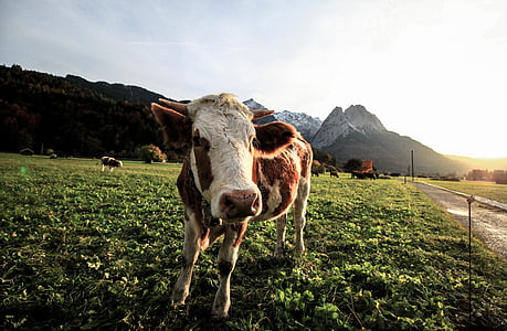 mezőgazdaság, állatok, szarvasmarha, vidéken, tehenek, Farm, termőföld