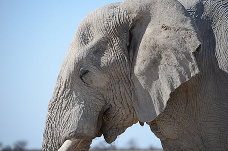 con voi, hoang dã, động vật, thế giới động vật, Thiên nhiên, sinh vật, Safari