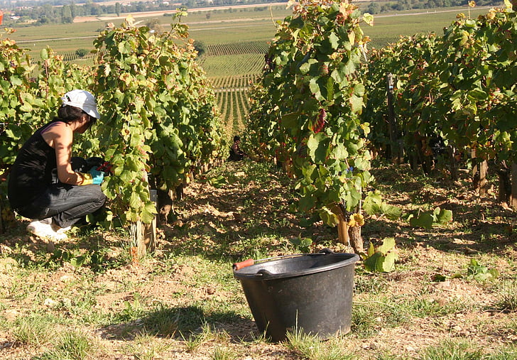 vynmedžiai, Burgundija, vynuogynas, derliaus, žemės ūkis, ūkio, vynuogių