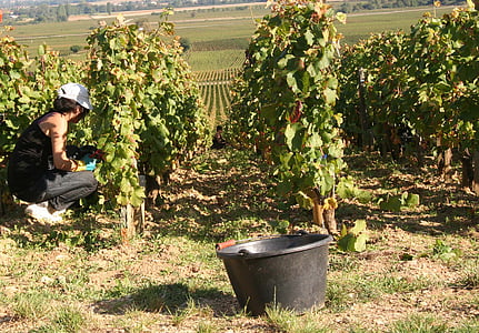 wijnstokken, Bourgondië, wijngaard, oogst, landbouw, boerderij, druif