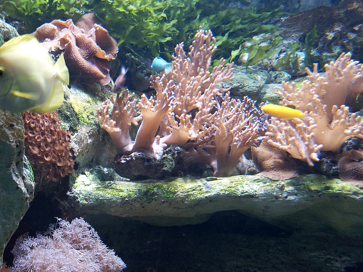 akvarium, Spanien, Tropical, fisk