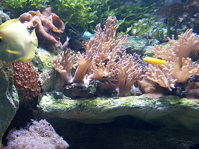 akvarium, Spania, Tropical, fisk