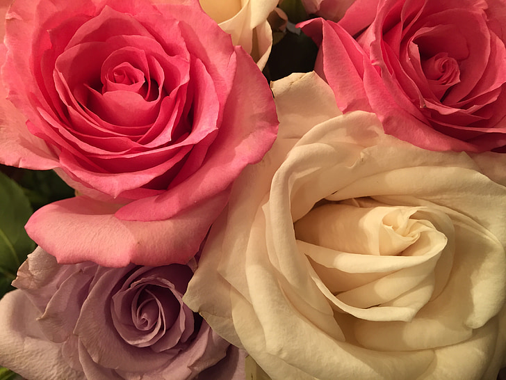 roser, rosa, blomst, petal, romantikk, romantisk, blomster