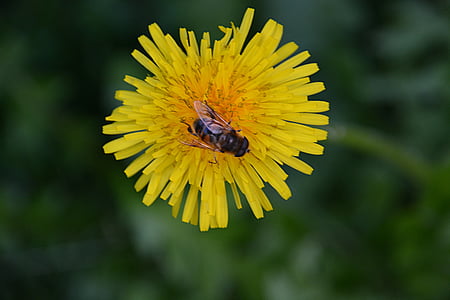 Pampeliška, květ, Příroda, včela, Flora, smývání, žlutá