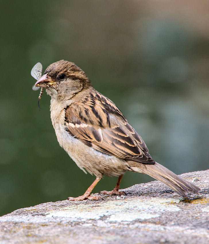 oiseau, Sparrow, Sperling, alimentaire, libellule, fermer