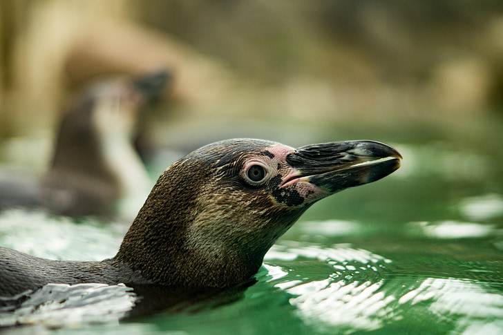 Zoo, Natur, Pinguin, Wasservogel, Tiere, Wasser, in der Nähe